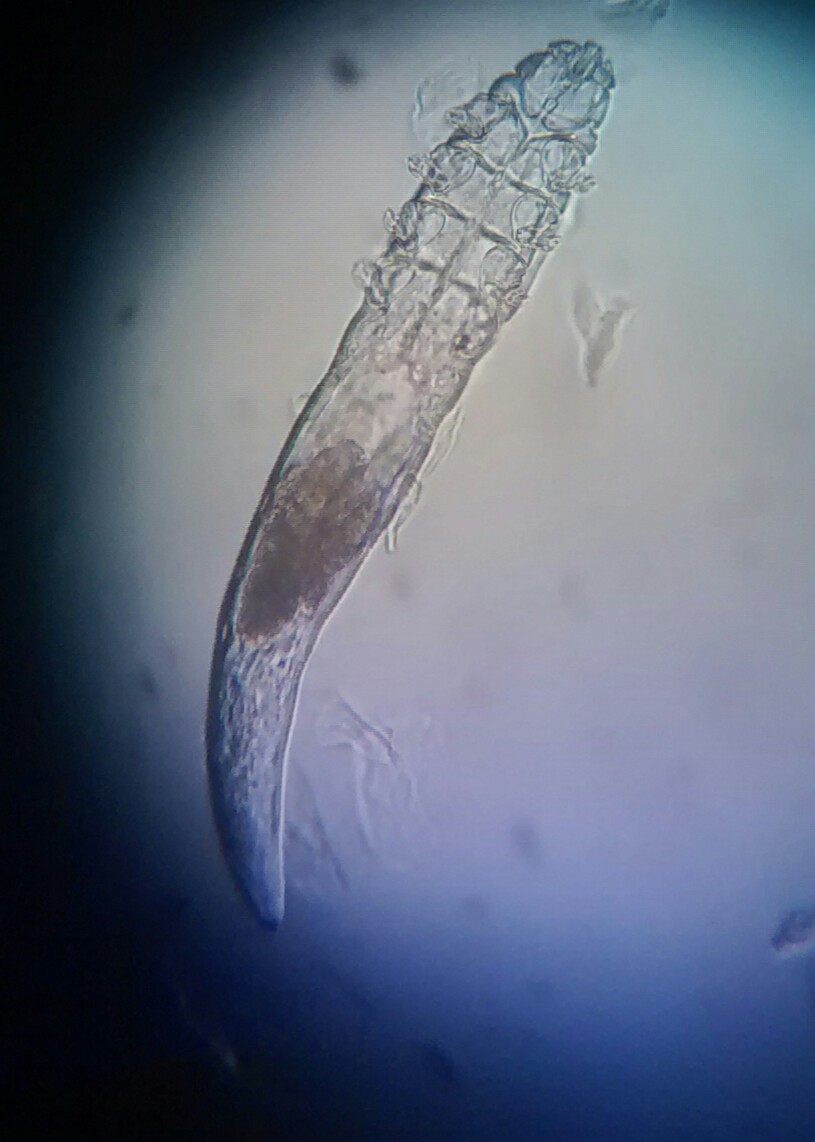 Клещ демодекс. Demodex canis под микроскопом.