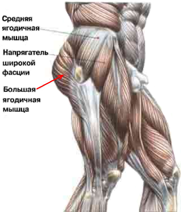 Квадратная мышца бедра фото