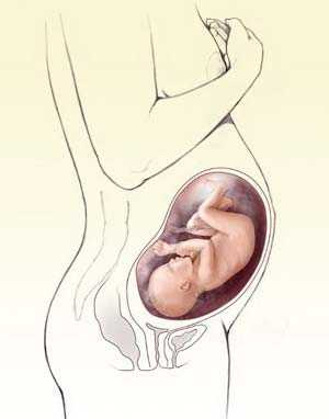 34 неделя беременности можно. Расположение малыша на 34 неделе беременности. 34 Неделя беременности шевеления плода. Расположение плода на 34 неделе беременности. Малыш в животе 34 неделе беременности.