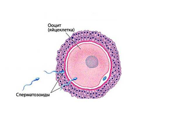 Яйцеклетки образуются. Оплодотворение яйцеклетки гистология. Оплодотворение гистология схема. Строение яйцеклетки человека схема. Оплодотворение гистология рисунок.