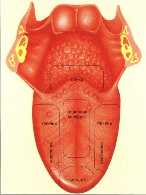 Какие болезни показывает язык фото