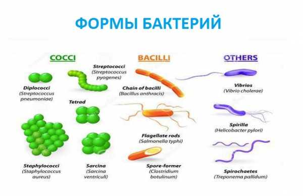 Картинки бактерий и названия их