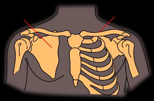 Ключица у человека. Нестабильность ключицы.