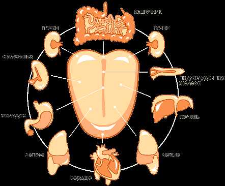 По языку определить болезни внутренних органов у человека фото и описание