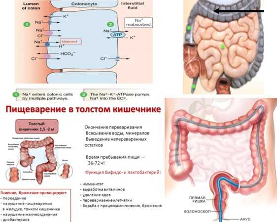 Процессы в кишечнике человека