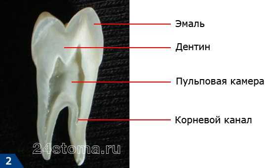 Зуб мудрости у современного человека 8 букв